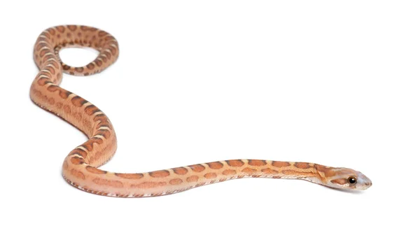 Cobra de milho sem escamas, Pantherophis guttatus guttatus, contra fundo branco — Fotografia de Stock