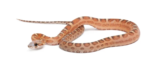 Cobra de milho sem escamas, Pantherophis guttatus guttatus, contra fundo branco — Fotografia de Stock