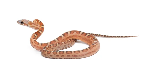 Serpiente de maíz sin escamas, Pantherophis guttatus guttatus, sobre fondo blanco — Foto de Stock