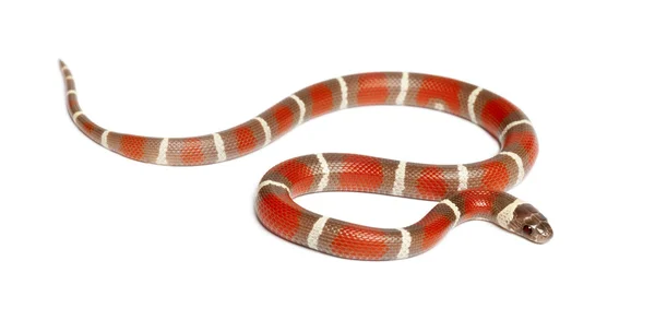 Молочная змея, Lampropeltis triangulum nelsoni, на белом фоне — стоковое фото