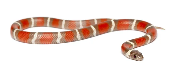 Milk Snake, Lampropeltis triangulum nelsoni, against white background — Stock Photo, Image