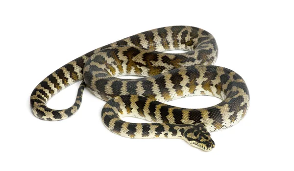 Python, morelia spilota variegata, schwarz und gelb, vor weißem Hintergrund — Stockfoto