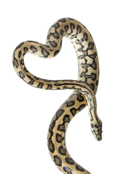 Python, Morelia spilota variegata, zárja be a fehér háttérrel szemben — Stock Fotó