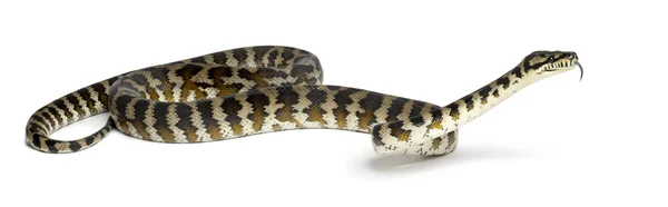 Python では、パプア、インドネシア白い背景からのモレリア spilota 症 — ストック写真