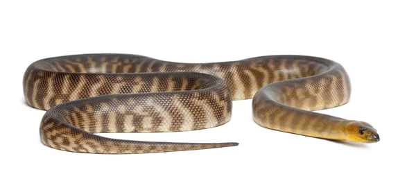 Python, aspidites ramsayi, vor weißem Hintergrund — Stockfoto