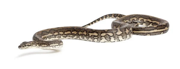 Python, morelia spilota variegata, bílé pozadí — Stock fotografie