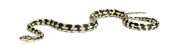 Python, morelia spilota variegata, vor weißem Hintergrund — Stockfoto