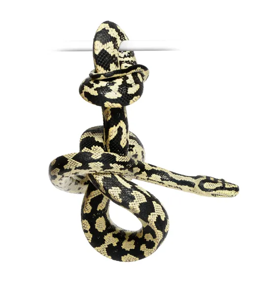 Jungle Carpet Python, Morelia spilota cheynei, black and yellow, against white background — Stock Photo, Image
