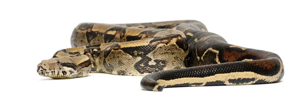 常见的北部蟒蛇，蟒蛇 imperator imperator 是白色背景的颜色， — 图库照片