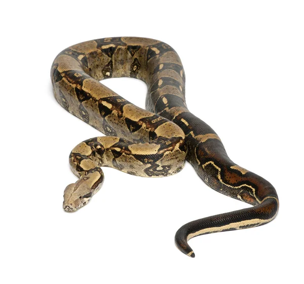 常见的北部蟒蛇，蟒蛇 imperator imperator 是白色背景的颜色， — 图库照片