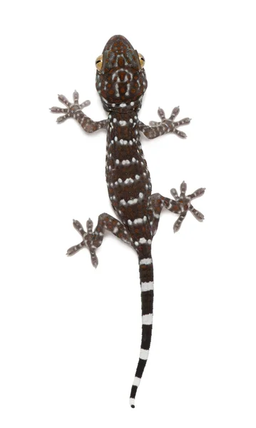 Tokay Gecko, Gekko gecko, contra fundo branco — Fotografia de Stock