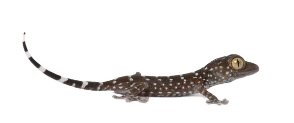 Tokay Gecko, Gekko gekkó, fehér háttérrel — Stock Fotó