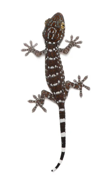 Tokay Gecko, Gekko gecko, sobre fondo blanco — Foto de Stock