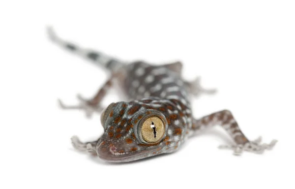 Tokay gecko, gekko gecko, porträtt mot vit bakgrund — Stockfoto