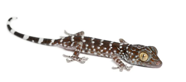 Tokay Gecko, Gekko gecko, портрет на белом фоне — стоковое фото