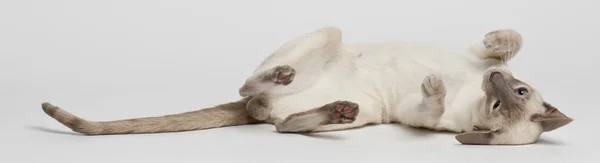 Gato siamês, deitado de lado contra fundo branco — Fotografia de Stock