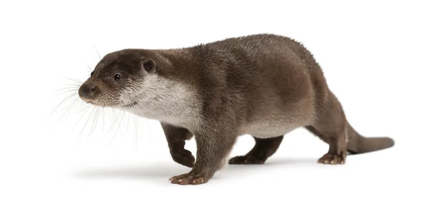 European Otter, Lutra lutra, 6 years old, against white background — Stock Photo, Image