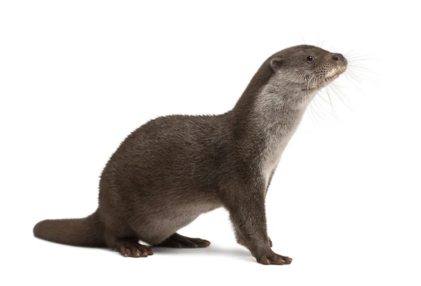 European Otter, Lutra lutra, 6 years old, against white background — Stock Photo, Image