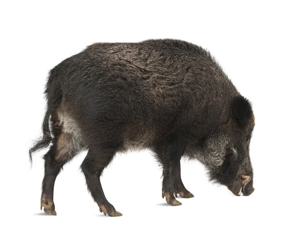 Javali selvagem, também porco selvagem, Sus scrofa, 15 anos, retrato em pé contra fundo branco — Fotografia de Stock