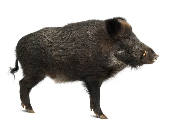 Javali selvagem, também porco selvagem, Sus scrofa, 15 anos, retrato em pé contra fundo branco — Fotografia de Stock