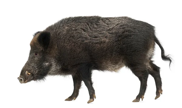Yaban domuzu, yaban domuzu da, sus scrofa, 15 yaşında, beyaz arka planı ayakta portre — Stok fotoğraf