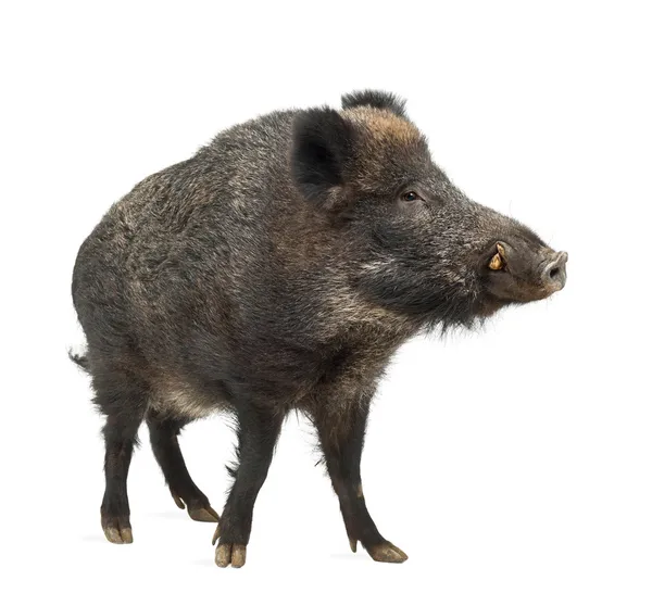 Wild boar, also wild pig, Sus scrofa, 15 years old, portrait standing against white background — Stock Photo, Image