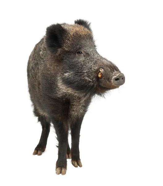 Yaban domuzu, yaban domuzu da, sus scrofa, 15 yaşında, beyaz arka planı ayakta portre — Stok fotoğraf