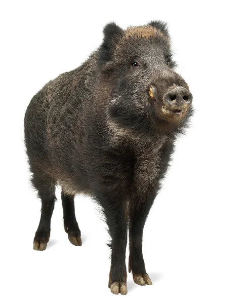 Wildschwein, auch Wildschwein, Skrofa, 15 Jahre alt, Porträt vor weißem Hintergrund — Stockfoto