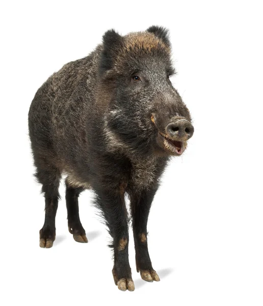 Wild zwijn, ook wild varken, sus scrofa, 15 jaar oud, portret permanent tegen witte achtergrond — Stockfoto