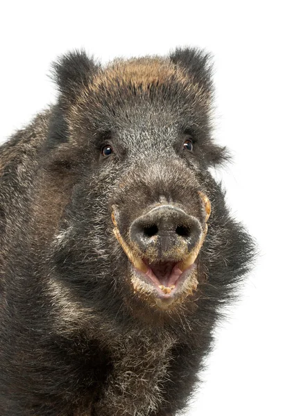 Vildsvin, även vilda svin, sus scrofa, 15 år gammal, porträtt står mot vit bakgrund — Stockfoto