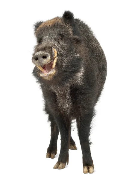 Vildsvin, även vilda svin, sus scrofa, 15 år gammal, porträtt står mot vit bakgrund — Stockfoto