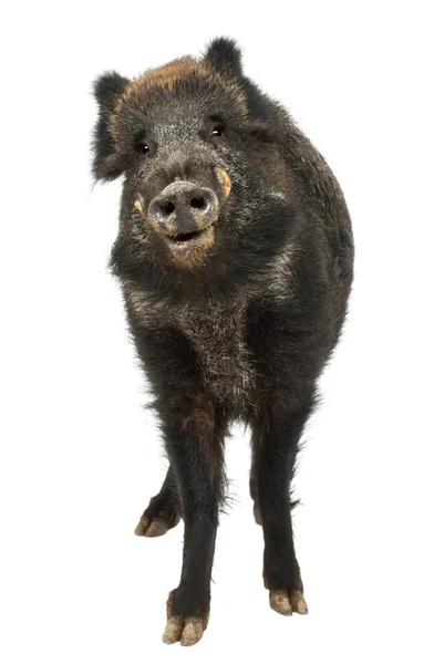 Jabalí salvaje, también cerdo salvaje, Sus scrofa, 15 años, retrato de pie sobre fondo blanco — Foto de Stock