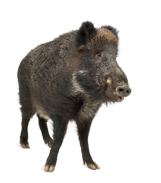 Jabalí salvaje, también cerdo salvaje, Sus scrofa, 15 años, retrato de pie sobre fondo blanco — Foto de Stock