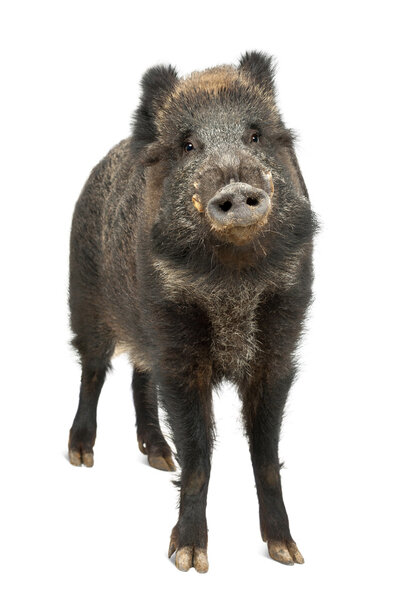 Wild boar, also wild pig, Sus scrofa, 15 years old, portrait standing against white background