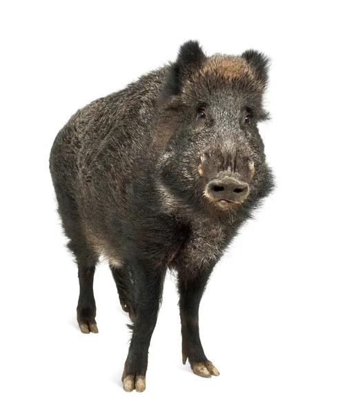 Jabalí salvaje, también cerdo salvaje, Sus scrofa, 15 años, retrato de pie sobre fondo blanco —  Fotos de Stock