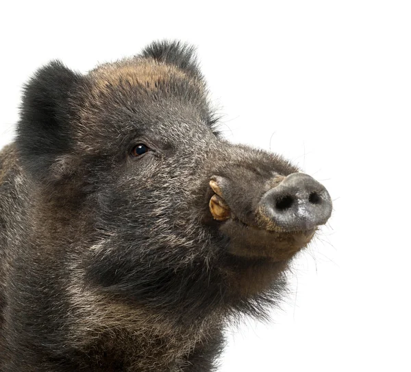 Jabalí salvaje, también cerdo salvaje, Sus scrofa, 15 años, primer plano retrato sobre fondo blanco —  Fotos de Stock
