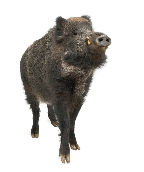 Javali selvagem, também porco selvagem, Sus scrofa, 15 anos, close up retrato contra fundo branco — Fotografia de Stock