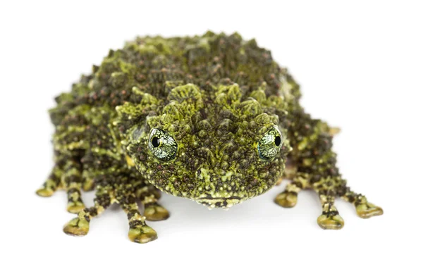 长满苔藓的青蛙，theloderma corticale — 图库照片