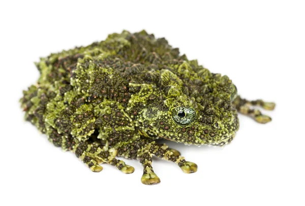 Мшиста жаба, Theloderma corticale — стокове фото