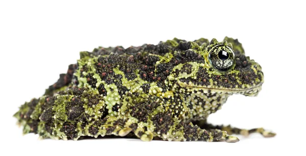 이끼 낀 개구리 — 스톡 사진