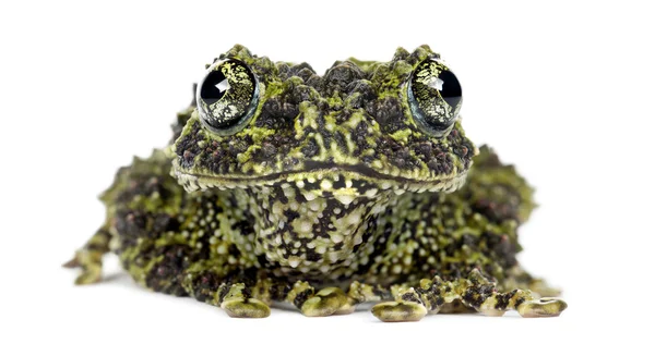 Mechate żaba — Zdjęcie stockowe