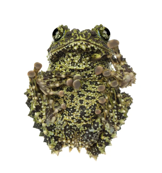Mechový žába — Stock fotografie