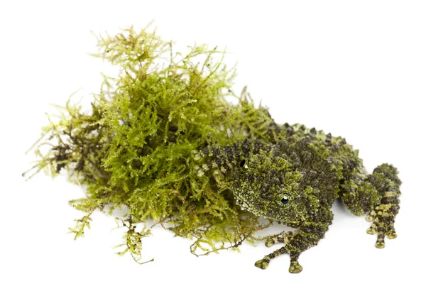 stock image Mossy Frog