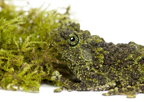 长满苔藓的青蛙 — 图库照片