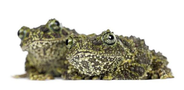 Mechový žába — Stock fotografie