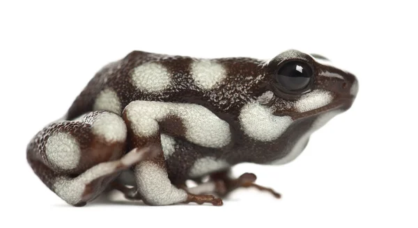 Maranon 독 개구리 — 스톡 사진