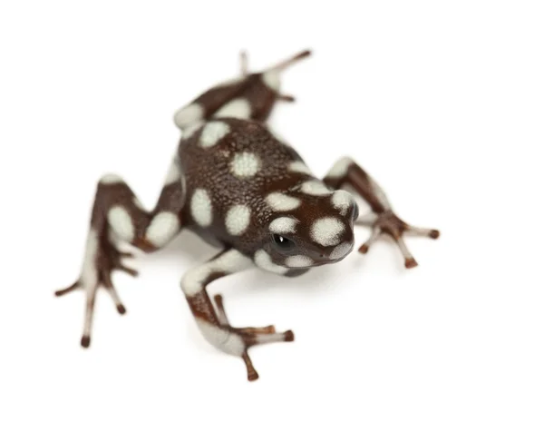 Отрута жаби Maranon — стокове фото