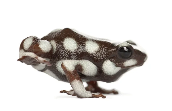 Maranon Poison Frog — Stock Photo, Image