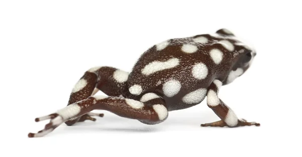 Maranon Poison Frog — Stock Photo, Image