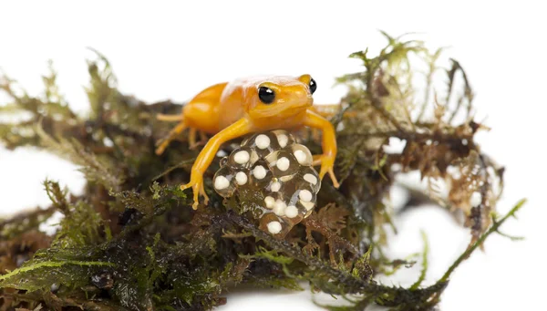 stock image Golden Mantella protecting her eggs